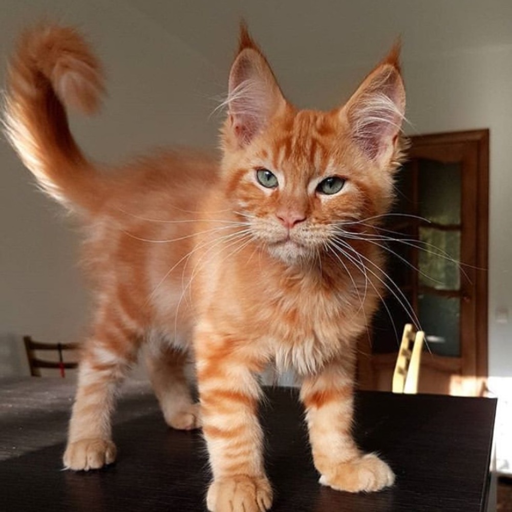 Meet your Posher, Frank